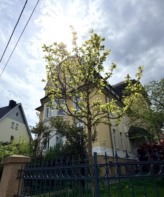 Haus Stra�enansicht Eisenach Wohnung 3- Raum Wohnung im Villenviertel Eisenachs